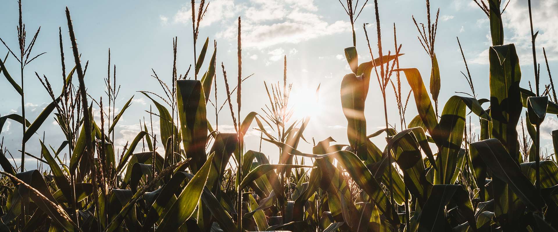 Farm & Ranch Land Specialists in Nebraska Farm & Ranch Land Specialists in Nebraska